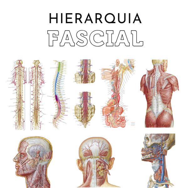 Tratamento de Hierarquia Fascial: fundamentos científicos e aplicação clínica integrada no tratamento fascial sistêmico