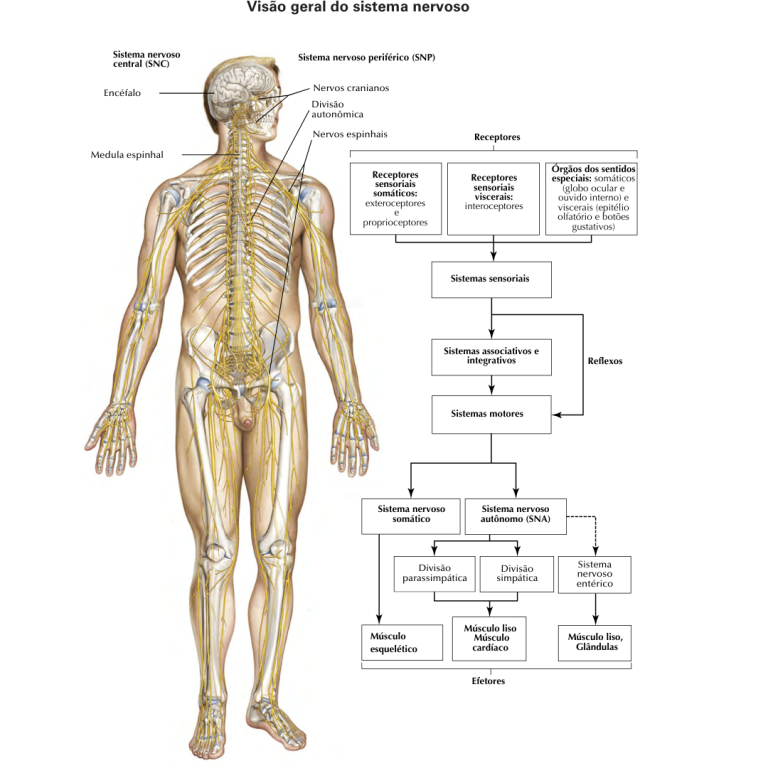 Anatomia Fascial: como a fáscia organiza o corpo humano de forma fractal
