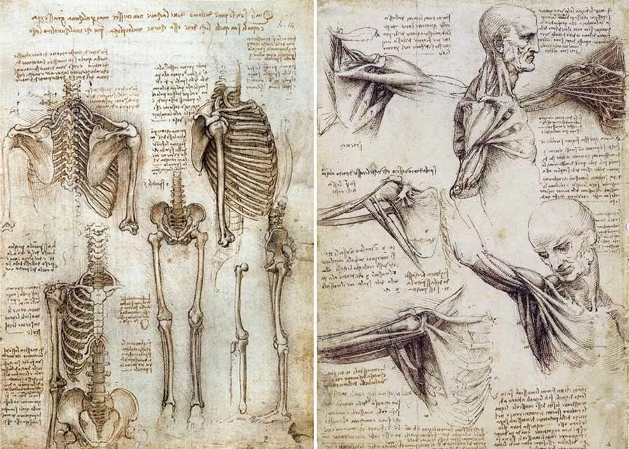 fascia anatomia