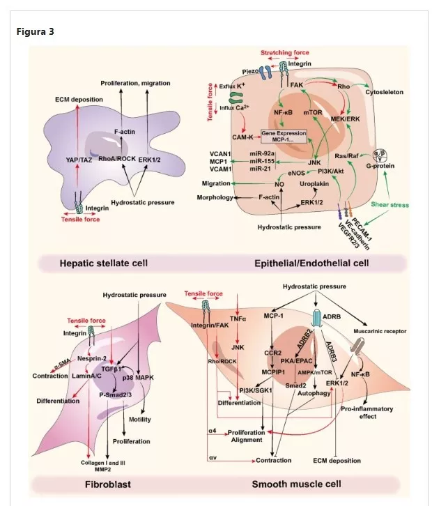 fascia mecanotransdução